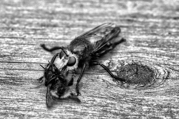 Yellow Murder Fly Yellow Robber Fly Black White Image Bumblebee — Foto Stock