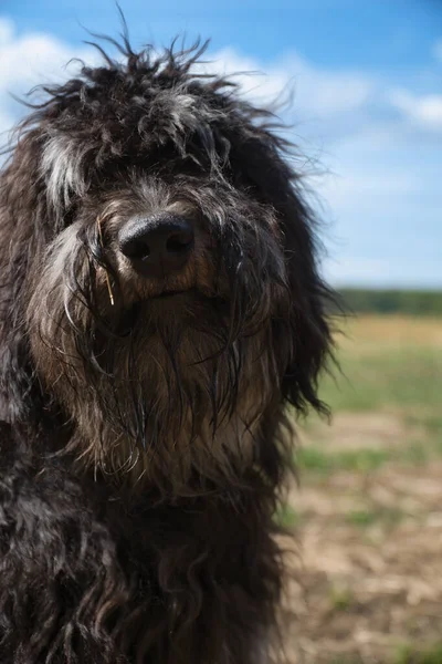 Retrato Perro Goldendoodle Abrigo Mullido Rizado Largo Negro Color Marrón —  Fotos de Stock
