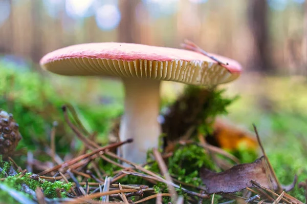 Toadstool Floue Rêveuse Dans Herbe Forêt Champignon Empoisonné Chapeau Rouge — Photo