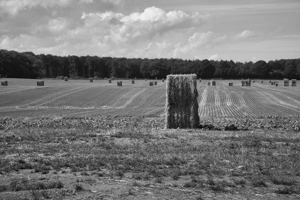 在收获的麦田上 用黑白相间的草袋拍照 食品供应 农业为人类提供食物 自然景观拍摄 — 图库照片