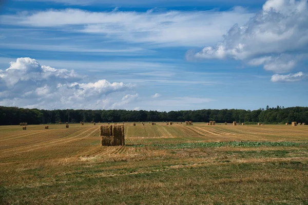 Ballots Paille Sur Champ Blé Récolté Nourriture Agriculture Pour Nourrir — Photo