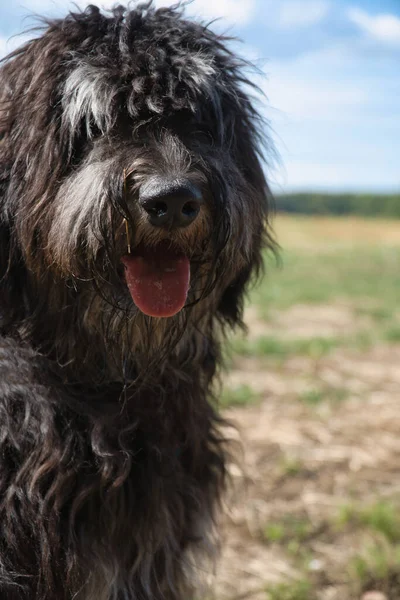 Ritratto Cane Goldendoodle Peloso Riccio Lungo Nero Pelliccia Marrone Chiaro — Foto Stock