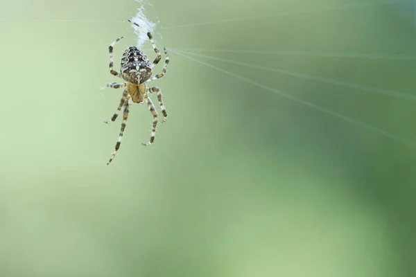 在蜘蛛网上交叉蜘蛛 潜伏着寻找猎物 模糊的背景 昆虫中有用的猎手 Arachnid 野外的动物照片 — 图库照片