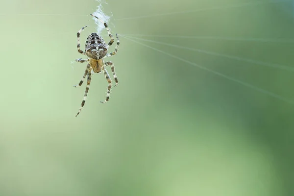 Cruze Aranha Numa Teia Aranha Espreita Presas Fundo Desfocado Caçador — Fotografia de Stock