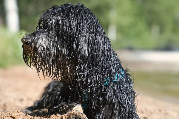 Portret Psa Goldendoodle Pies Leży Plaży Mokrym Kręconym Czarnym Jasnobrązowym — Zdjęcie stockowe