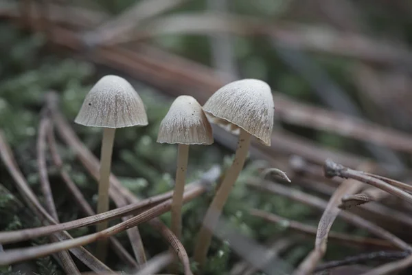 Eine Gruppe Filigraner Kleiner Pilze Auf Dem Waldboden Sanftem Licht — Stockfoto