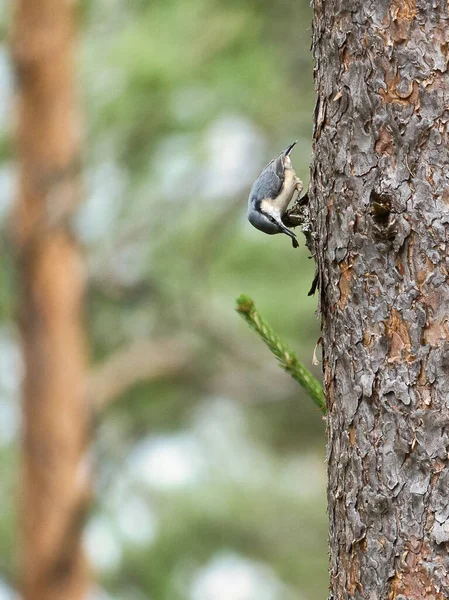Nuthatch 在树干上寻找食物 灰色和白色的小鸟 来自大自然的动物照片 — 图库照片