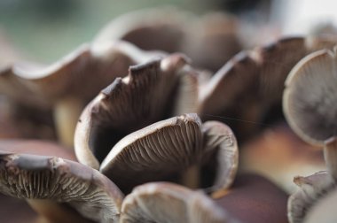 Ormanda ışık lekesi olan yosun üzerinde küçük bir mantar. Orman zemininde. Doğadan Makro çekim