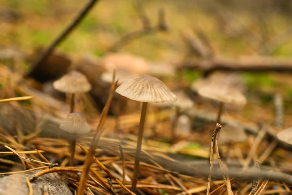 a group of filigree small mushrooms, on the forest floor in soft light. Macro shot from nature