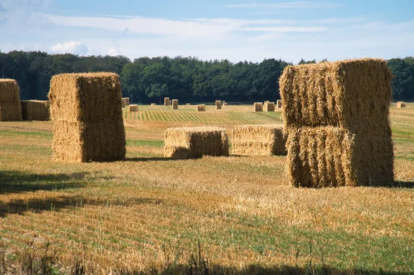 Ballots Paille Sur Champ Blé Récolté Nourriture Agriculture Pour Nourrir — Photo