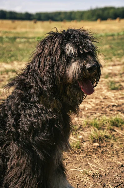 Portret Psa Goldendoodle Puszyste Kręcone Długie Czarne Jasnobrązowe Futro Pies — Zdjęcie stockowe