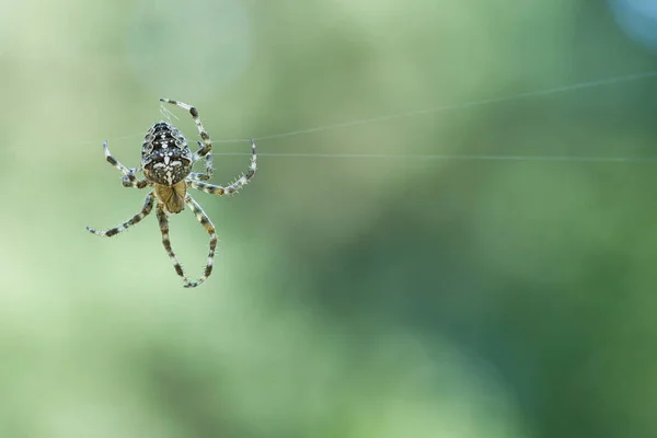 交叉蜘蛛爬在蜘蛛丝上 万圣节恐惧 模糊的背景 昆虫中有用的猎手 Arachnid 野外的动物照片 图库图片