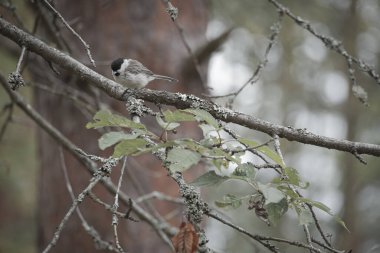 Great tit sitting in tree on a branch. Wild animal foraging for food. Animal shot of a bird from nature
