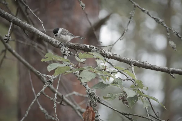Great tit sitting in tree on a branch. Wild animal foraging for food. Animal shot of a bird from nature