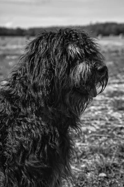 金银花狗的肖像 毛茸茸的 卷曲的 长长的 黑色浅棕色的毛皮 亲密的家庭犬 对自然感兴趣的目光 狗的动物照片 — 图库照片