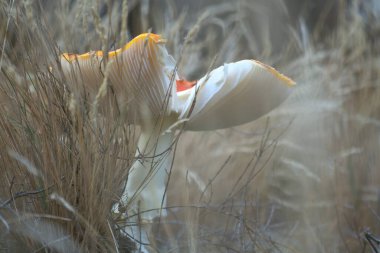 Toadstool, bulanık ve rüya gibi, ormandaki çimlerde. Zehirli mantar. Beyaz benekli kırmızı şapka. Ormanda doğaya yakın