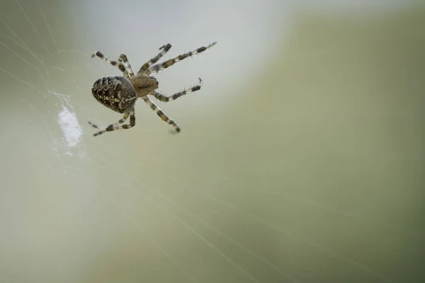 Kereszt Pók Egy Pókhálóban Zsákmányt Keresve Homályos Háttér Hasznos Vadász — Stock Fotó