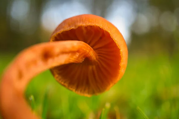 Orange Filigree Mushrooms Meadow Macro View Habitat Nature Photo — Stock Photo, Image