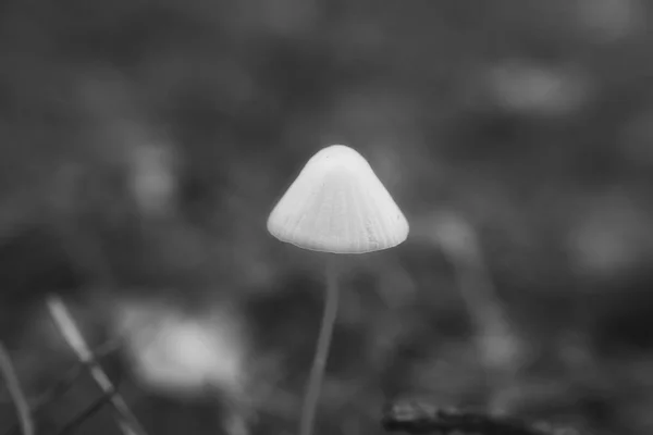 Ein Filigraner Kleiner Pilz Aufgenommen Schwarz Weiß Auf Dem Waldboden — Stockfoto