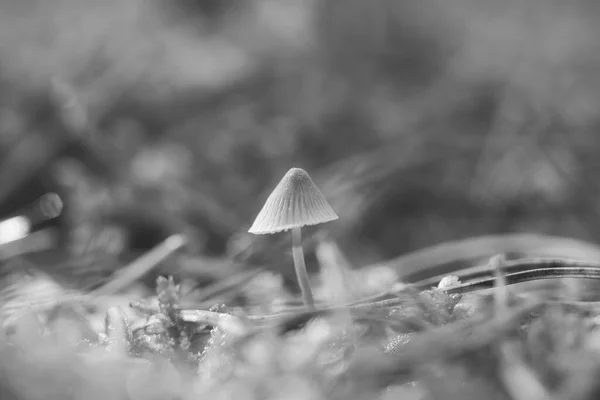 Филигранный Маленький Гриб Снятый Черно Белом Цвете Лесной Подстилке Мягком — стоковое фото