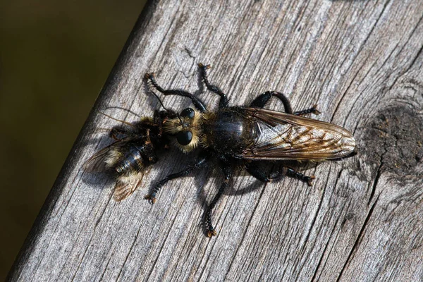 Yellow Murder Fly Yellow Robber Fly Bumblebee Prey Insect Sucked — 图库照片