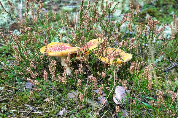 Toadstool Dans Champ Bruyère Dans Forêt Champignon Empoisonné Casquette Rouge — Photo