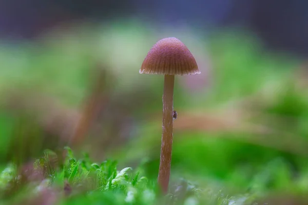 Filigarnego Grzybka Leśnej Podłodze Miękkim Świetle Makro Strzał Natury — Zdjęcie stockowe