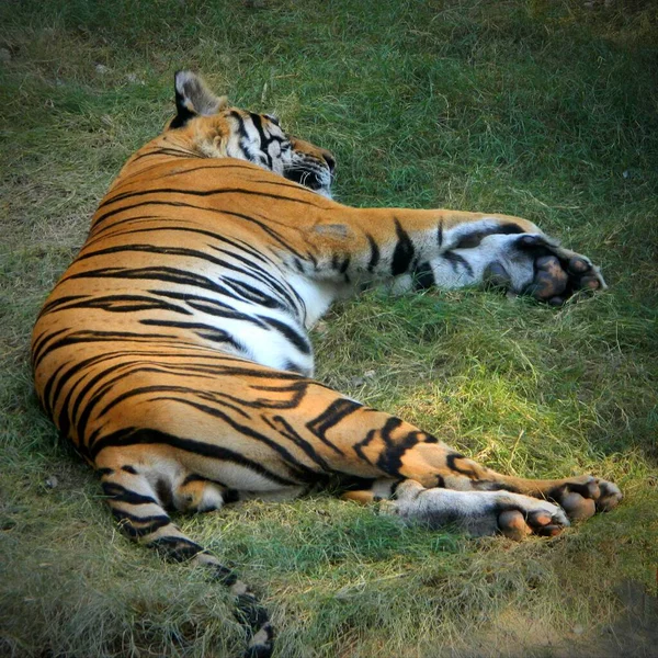 Tigre Indiano Adormecido — Fotografia de Stock