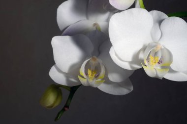 Beyaz orkide çiçekleri yakın plan koyu arkaplanda.