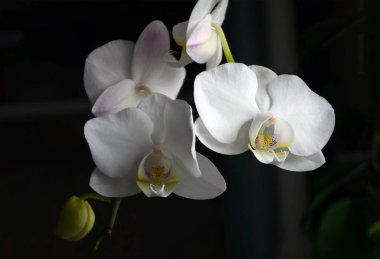 Beyaz orkide çiçekleri yakın plan koyu arkaplanda.