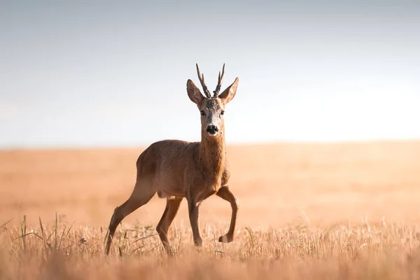 Roe Szarvas Capreolus Capreolus Férfi Alatt Megszokott Meleg Napsütéses Napokon — Stock Fotó