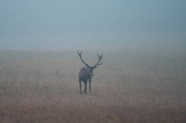Vahşi sonbahar tabiatında vahşi kırmızı geyik (cervus elaphus), monoton zamanda, doğal ortamda hayvanların vahşi yaşam fotoğrafçılığı,