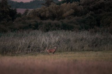 Vahşi sonbahar doğasında vahşi kırmızı geyik (cervus elaphus), çayırda sabah sisi, doğal çevrede hayvanların vahşi yaşam fotoğrafçılığı, tekdüzelik sırasında Slovakya kızıl geyiği (cervus elaphus) 