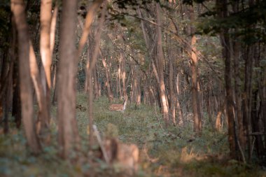 Sonbaharda geyik avcılığı, sonbaharda tekdüzelik, vahşi yaşam, hayvan fotoğrafları, avcılık dergileri, makaleler, gazeteler için yararlı.