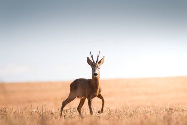 Roe geyiği, capreolus capreolus erkeği, rutubetli ve güneşli günlerde, Slovakya 'da vahşi doğa, dergiler ve makaleler için kullanışlı.