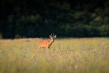 Roe geyiği (Capreolus capreolus) vahşi doğada günbatımında ılık yaz ışığında. 