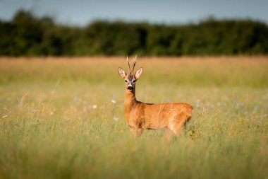 Roe geyiği (Capreolus capreolus) vahşi doğada günbatımında ılık yaz ışığında. 
