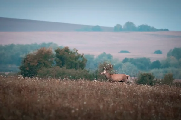 Cervo Rosso Selvatico Cervus Elaphus Durante Carreggiata Nella Natura Selvaggia — Foto Stock