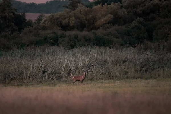 Cervo Rosso Selvatico Cervus Elaphus Durante Carreggiata Nella Natura Selvaggia — Foto Stock