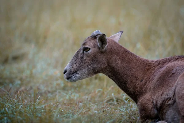 Moufflon Nella Natura Selvaggia Primaverile Slovacchia — Foto Stock