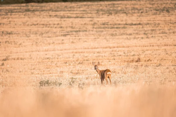 Roe Szarvas Capreolus Capreolus Női Alatt Megszokott Meleg Napsütéses Napokon — Stock Fotó