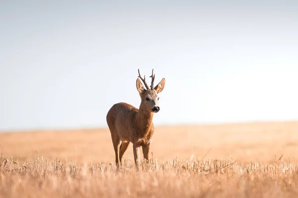 Roe Szarvas Capreolus Capreolus Férfi Alatt Megszokott Meleg Napsütéses Napokon — Stock Fotó