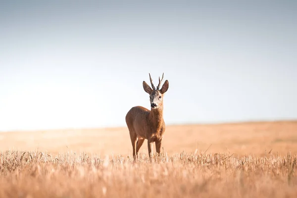 Roe Szarvas Capreolus Capreolus Férfi Alatt Megszokott Meleg Napsütéses Napokon — Stock Fotó