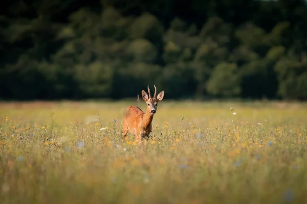 Roe Szarvas Capreolus Capreolus Meleg Nyári Fényben Naplementekor Vad Természetben — Stock Fotó