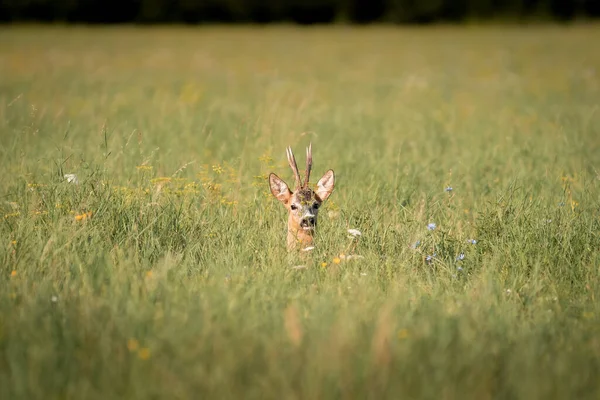 Roe Szarvas Capreolus Capreolus Meleg Nyári Fényben Naplementekor Vad Természetben — Stock Fotó