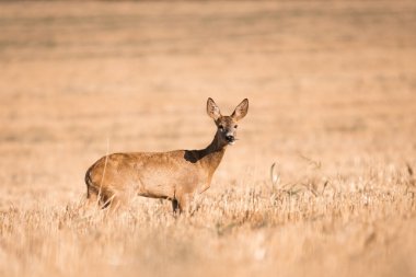 Roe geyiği, capreolus capreolus dişisi sıcacık güneşli günlerde tahılda, vahşi doğada Slovakya 'da, dergiler ve makaleler için yararlı.