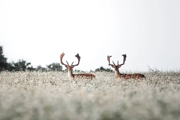 Fallow Szarvas Dama Dama Forró Nyári Napokon Vad Természet Hasznos — Stock Fotó