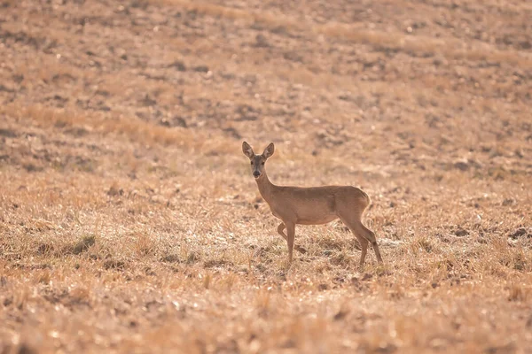 Ciervo Capreolus Capreolus Hembra Durante Rutina Días Cálidos Soleados Grano —  Fotos de Stock