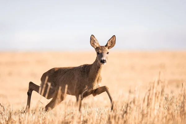 Rådjur Capreolus Capreolus Hona Ruda Varma Soliga Dagar Säd Vild — Stockfoto