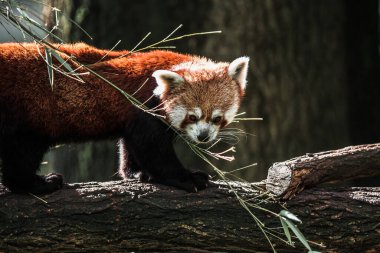  Ağaçtaki hayvanat bahçesinde tatlı kırmızı panda (Ailurus fulgens) dallarla oynuyor.